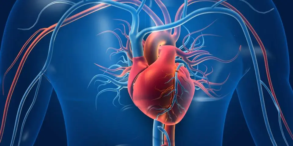 Our Services | Best Heart Surgeon in Ghaziabad / Noida